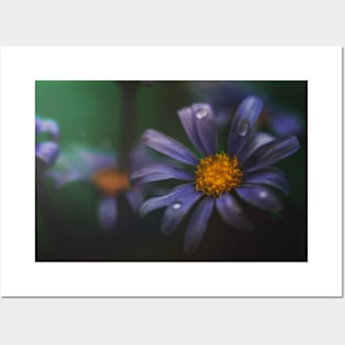 Dark and Moody Blue Daisy Posters and Art